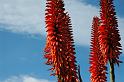 Nice flowers